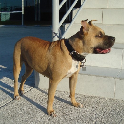 MI Amstaff Dolly, 20 kilos, 47 centimetros de suelo al lomo, no le corte las orejas por que se me hizo bastante feo, despues de todo solo es mascota, se lleva bien con otros animalitos... pienso cruzarla hasta su tercer Celo, apenas va para su segundo.
Andamos viendo varios candidatos para la cruza, preferentemente Staffies o Amstaff de colores Rojo, Atigrado, Azul , que no sean muy grandes de tamaño, mas o menos que sean como ella de estatura o quiza un poco mas grandes , formidos y de buena mandibula y sobre todo de buen caracter y que no sean agresivos.